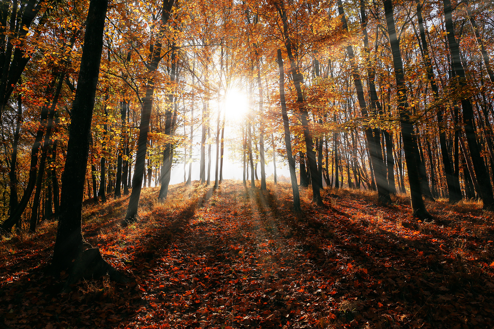 Wald